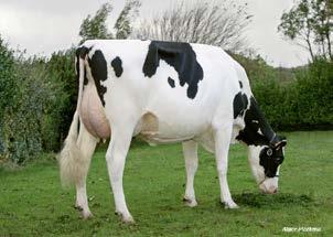 aaa: 213456 I Nato il: 26.03.2012 HARO CAPJ HARO CAPJ ET TV-TL-TY FAMILY: SPRING-DREAM DURHAM JILL VG-89 fc 0.7 FR002941261595 HILL (SHOTTLE X BW MARSHALL) X FLEURY MAN-OMAN X DINASTYE BOLTON C. 6.