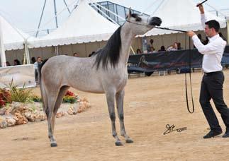 Breeder: Andrioli/IT - Owner: Luciano Cury (BRA) AJ Fenjan