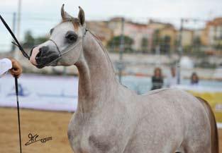RGA Kouress) Breeder: Markelle Arabians/USA Owner: Sh.