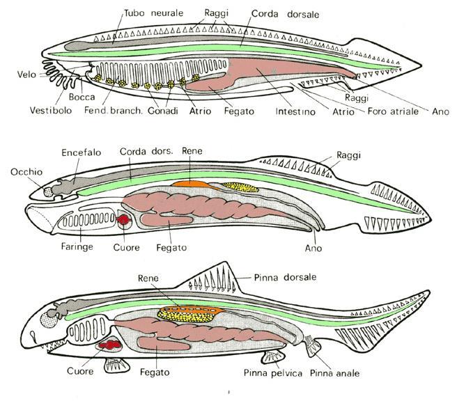 CEFALOCORDATI AGNATI PESCI CARTILAGINEI Il piano organizzativo degli Agnati (es.