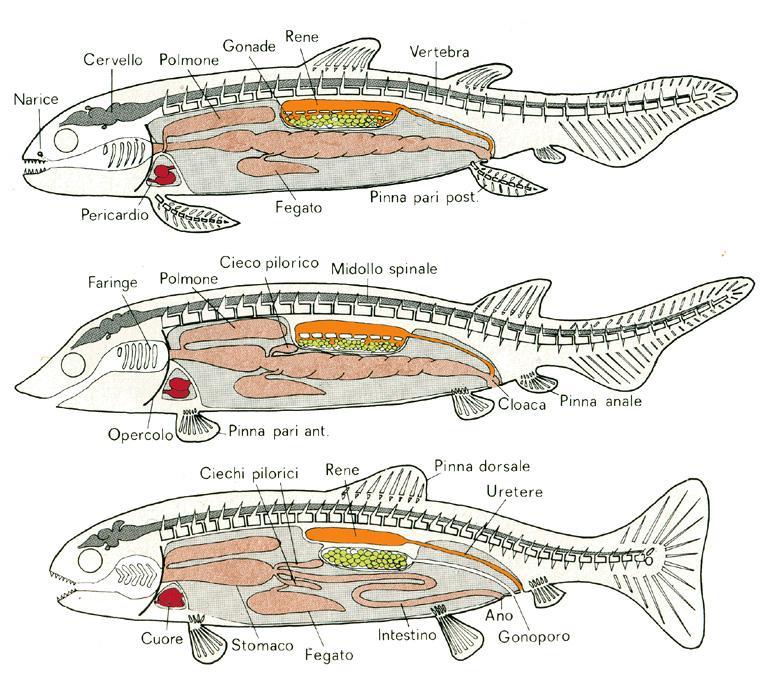 squame e l assenza dei denti.