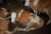 animale Produzione 500 t/anno latte