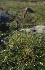 alpine (Bovolenta e Orlandi) Il piano di