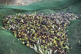 METODO DI RACCOLTA caduta spontanea pettinatura RACCATTATURA scrollatura delle olive