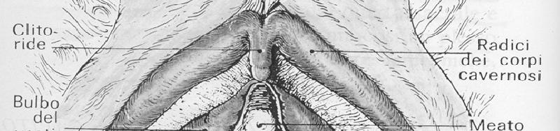 I CORPI CAVERNOSI DEL CLITORIDE VESTIBOLO VAGINALE Il vestibolo vaginale è costituito dall orifizio inferiore della vagina disposto nella parte inferiore del vestibolo vulvare appena sotto il meato