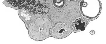 CICLO OVARICO Ha una duplice funzione Riproduttiva Contiene le cellule uovo (ovociti) Endocrina Produce ormoni (estrogeni,progesterone,androgeni) OVAIO CICLO GAMETOGENO Accrescimento e maturazione di