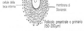 FOLLICOLO PREANTRALE L ovocita aumenta di dimensione e aumenta il numero dei ribosomi nel citoplasma, segno di una intensa sintesi proteica in atto.