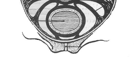 trasversalmente fino alla parete laterale dell organo all altezza dell istmo, dove si dividono in due rami: - uno cervico-vaginale che va verso il basso - l altro che va verso l alto fino all angolo