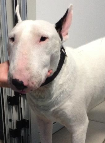 Caso clinico Buster, Bullterrier, maschio intero, anni 6, peso al momento della prima visita Kg 17 Sintomi : PU/PD pari a 2,5 litri d acqua al giorno, disoressia, vomito.