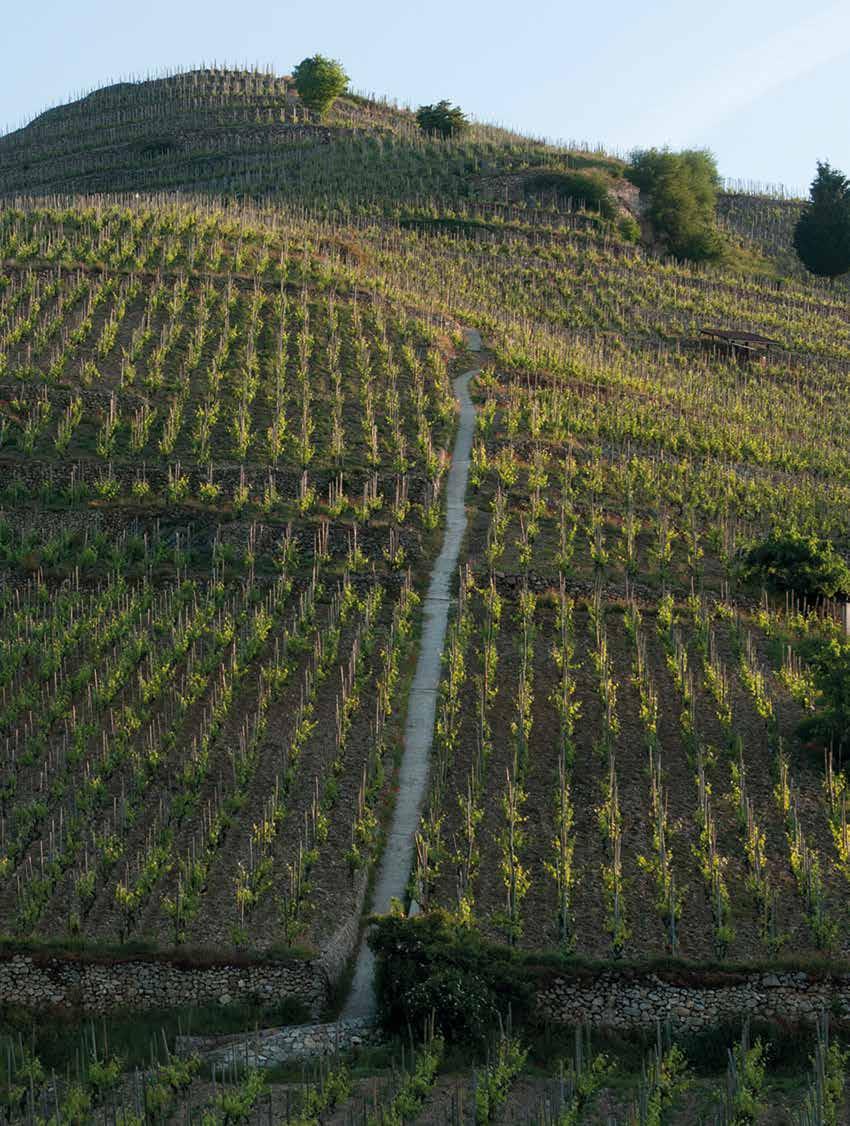 Le vigne di Chave