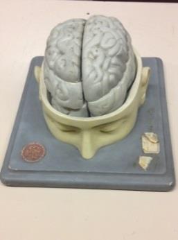 A-1 Tavola didattica Cervello umano