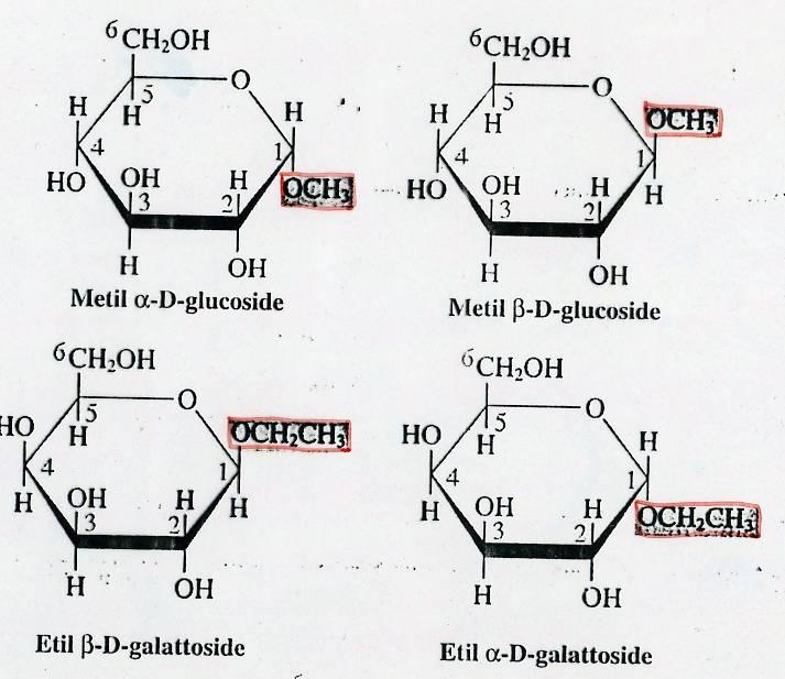 IL LEGAME GLICOSIDICO Quando uno zucchero ciclico si lega ad un alcol, si forma un glicoside ( o ).