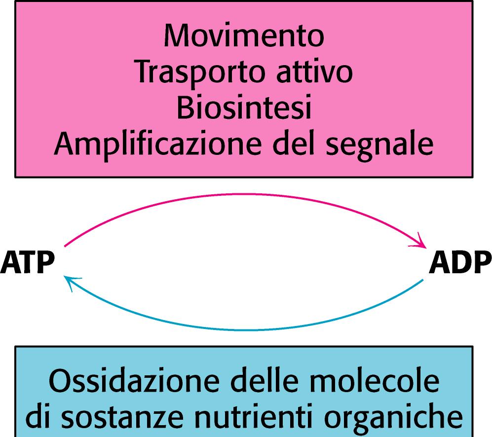 Ciclo ATP-ADP Berg J, Tymoczko JL, Stryer L.