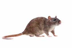 BIOLOGIA DEI RODITORI Le specie diffuse in Italia RATTUS NORVEGICUS (ratto grigio o delle fogne) CARATTERISTICHE FISICHE L adulto è piuttosto grosso (fino a 500 grammi), lungo (tra i 15-20 cm) e con