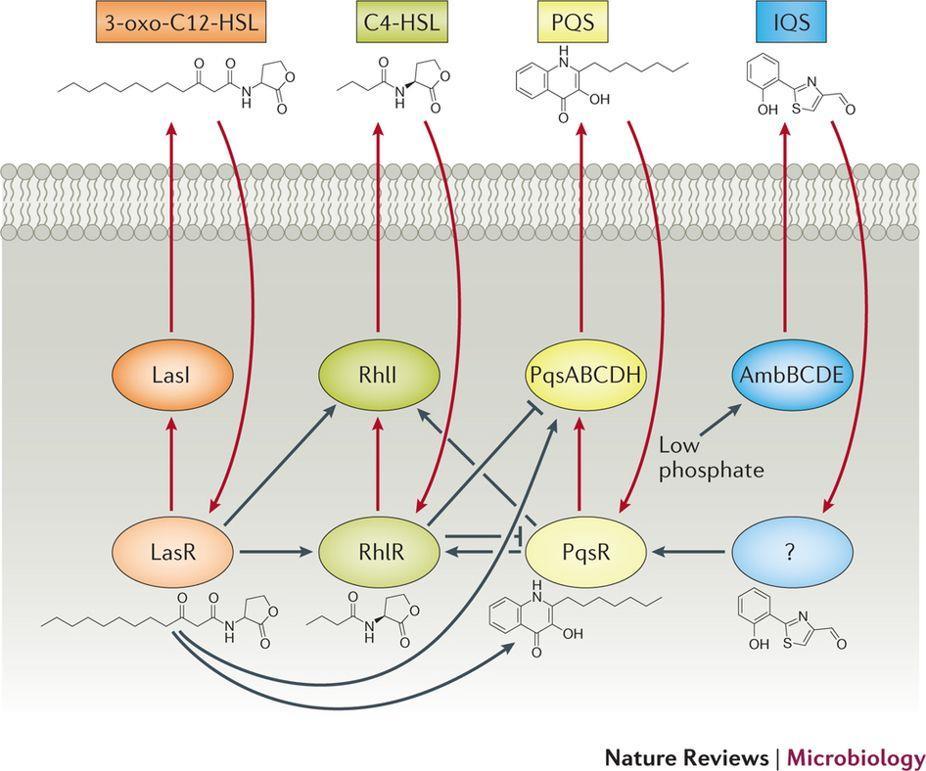 pathology- it could be useful to analyze CF patients to