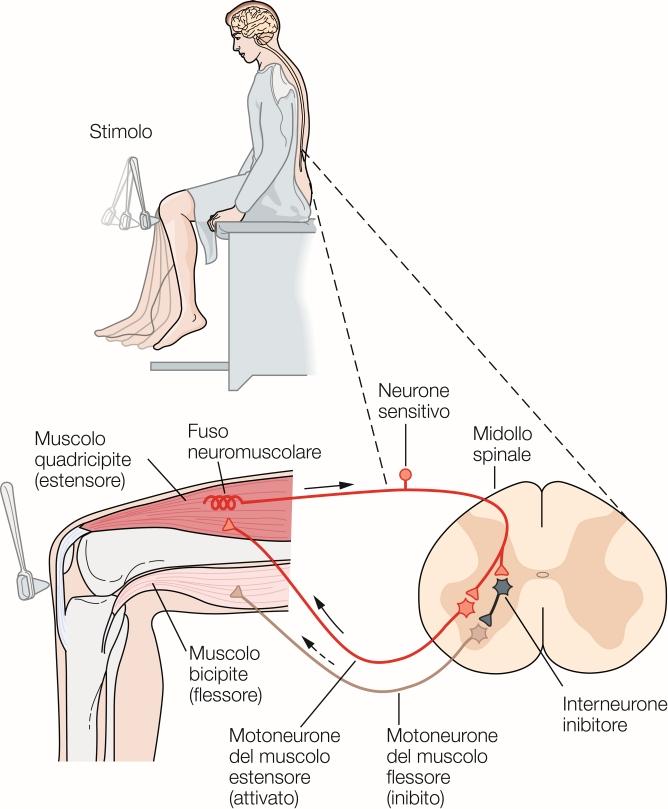 Riflesso da stiramento Riflesso monosinaptico Comportamento controllato dalla connessione diretta tra neurone sensitivo e motoneurone Stiramento del tendine -> stiramento quadricipite ->