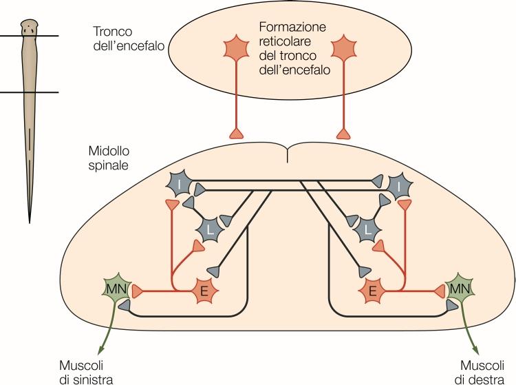 Generatori centrali di schemi motori (GCS) L attività di ogni rete segmentale viene avviata da assoni glutammatergici provenienti dalla formazione reticolare Inteneuroni