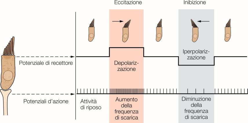 Le cellule cicliate Trasducono stimoli meccanici in potenziali di recettore Sulla superficie apicale di ogni cellula è presente un