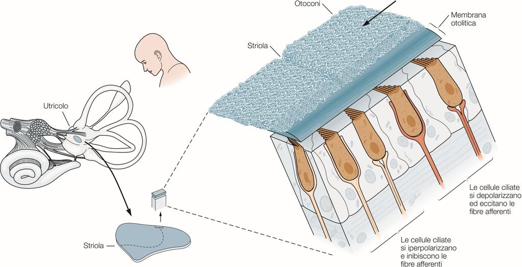 Organi otolitici Le ciglia delle