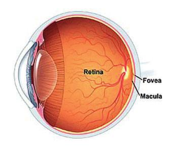 Intervenire per tempo e in modo mirato Le patologie della retina hanno un miglior esito quanto più precocemente vengono individuate e trattate in maniera appropriata.