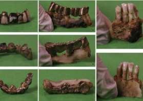 Per i denti di animale: la quantità di campione dipende dal tipo di animale e per i grandi mammiferi 1 dente è sufficiente. Corno: è preferibile inviare pezzi, frammenti o trucioli di corno.