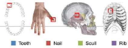 Per ogni campione, è stata anche misurata la concentrazione di DNA nel tempo. dopo 1 mese dalla morte, la concentrazione di DNA nei denti e nel cranio diventa molto bassa.