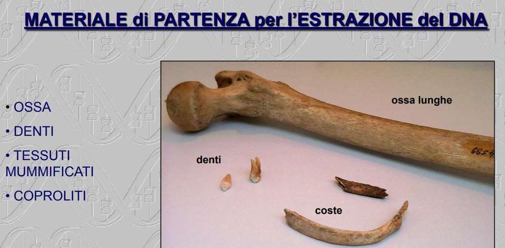 PROBLEMI DI IDENTIFICAZIONE DELLA PARENTELA: DNA da tessuti duri (denti e ossa) Nel caso di individui deceduti da poco, il DNA viene prelevato dai tessuti molli.