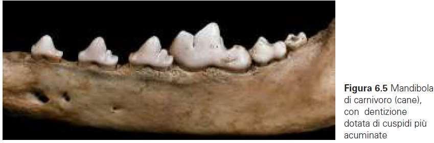 tipologie dentarie evolutesi in base