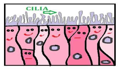 Le cilia sono degli organelli che si trovano in buona parte delle cellule e sono necessarie per lo svolgimento di funzioni vitali per il corretto funzionamento dei differenti organi.