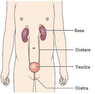 Le Ciliopatie 3 La malattia policistica autosimica dominante: costituisce una delle più comuni cause genetiche di malattia renale cronica con manifestazione in età adulta.