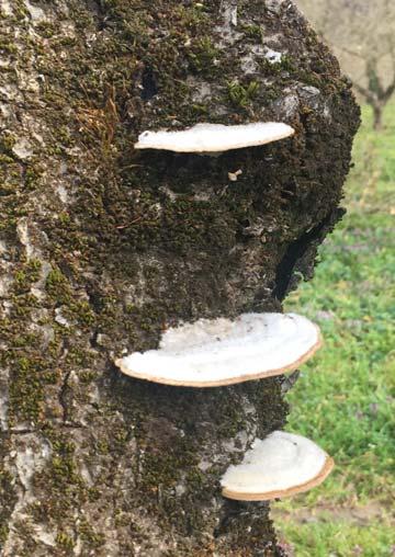 Anoplophora chinensis: non si riscontra la presenza Mal dello stacco (Cytospora corylicola); effettuare concimazioni ed irrigazioni equilibrate effettuare una idonea sistemazione del terreno, durante