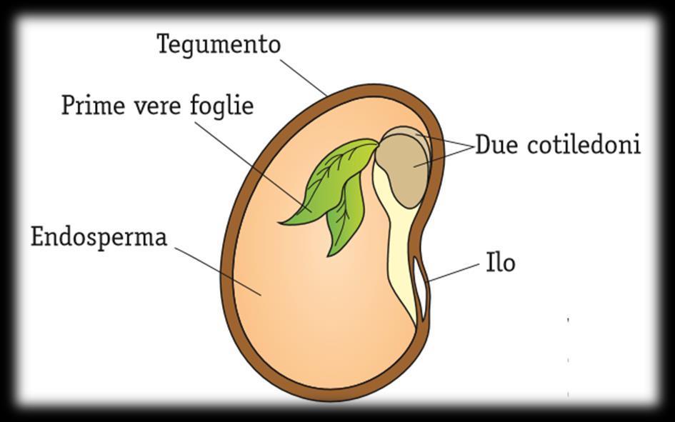La struttura dei semi Le leguminose sono caratterizzate da un particolare tipo di frutto,