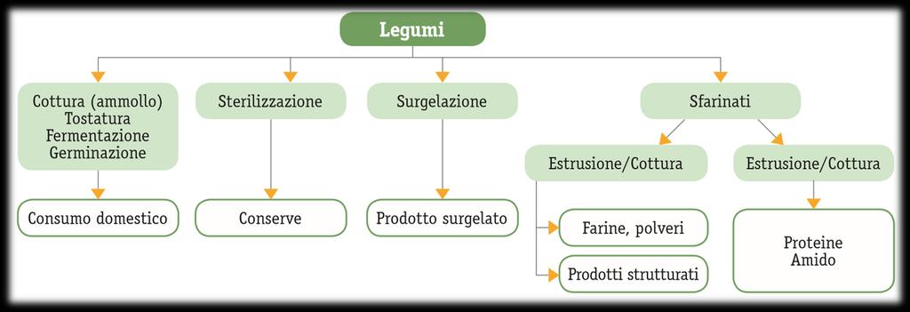 L utilizzo dei legumi Nell alimentazione umana i legumi