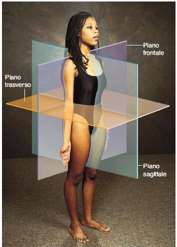 Movimenti a livello delle DIARTROSI sempre riferiti alla posizione anatomica Si