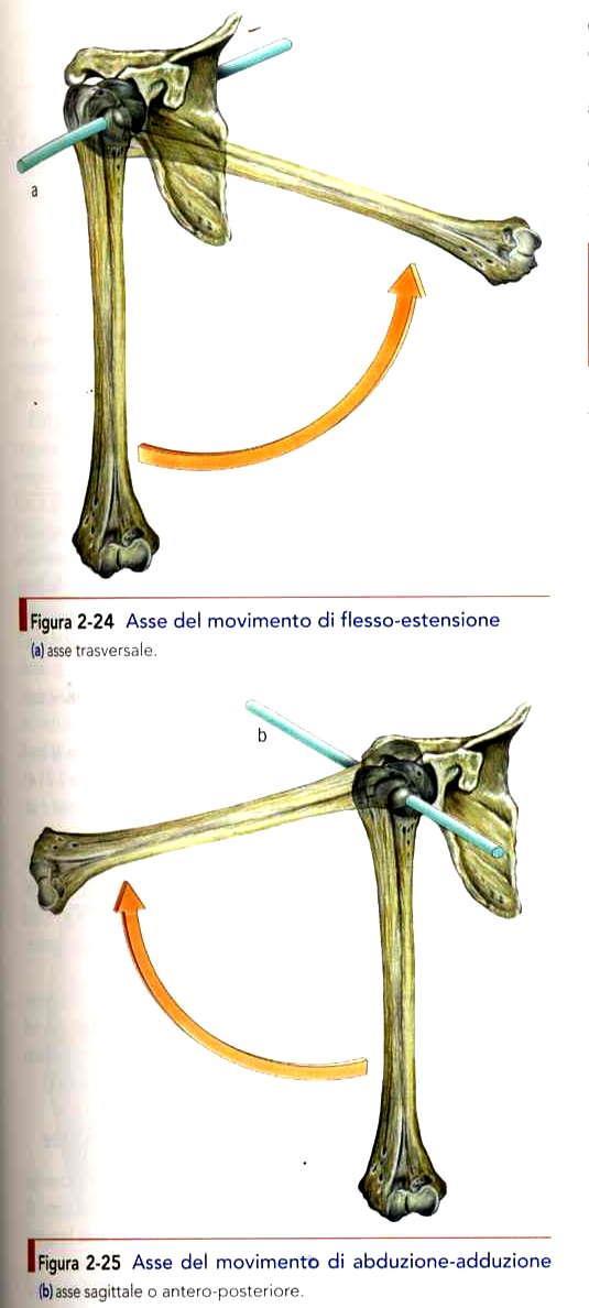 Movimenti a livello delle DIARTROSI Movimenti angolari : modificano, rispetto alla posizione anatomica, l angolo esistente tra gli assi di due segmenti scheletrici -flex-est si svolgono su un asse