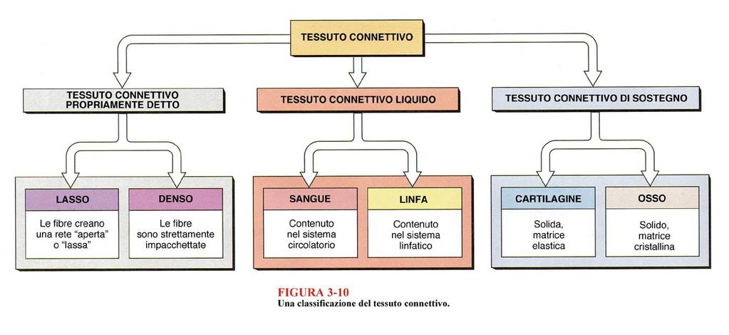 CONNETTIVI coinvolti nelle Sinartrosi Fibrose Cartilaginee