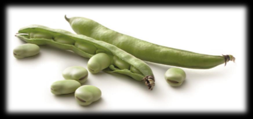Fava La fava (Vicia faba) è un legume caratterizzato da semi piatti e grossi, di colore verde chiaro, contenuti in un baccello allungato, verde se immaturo, bruno