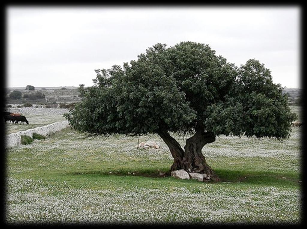 Carruba La carruba è il baccello del carrubo (Ceratonia siliqua), pianta diffusa in nel