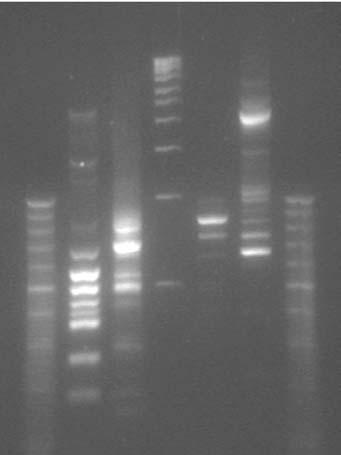 Fig. 1 - Fingerprinting genomico dei ceppi autoctoni S. uvarum e S. cerevisiae ScA1 ottenuto con la tecnica della RAPD-PCR impiegando i primers M1 e (GTG) 5.