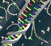 WEST NILE VIRUS E TRASFUSIONI TRASMISSIONE TRAMITE TRASFUSIONE DIMOSTRATA NEGLI USA NEL 2002 RAPIDO SVILUPPO DI TEST DI BIOLOGIA MOLECOLARE PER LA RICERCA DELL AC NUCLEICO (RNA) DI WNV NELLO