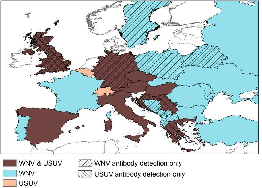 USUTU VIRUS