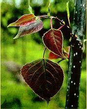 Populus nigra L., P. alba L., P. deltoides Bartr, P. canadensis Mönch Clima: Temp.