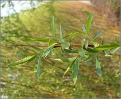 ph5,5 7,5. falda a 1,00 1,50 m Salix alba L., S. viminalis L., S. matsudana Koidz.(ibridi) Clima: T.