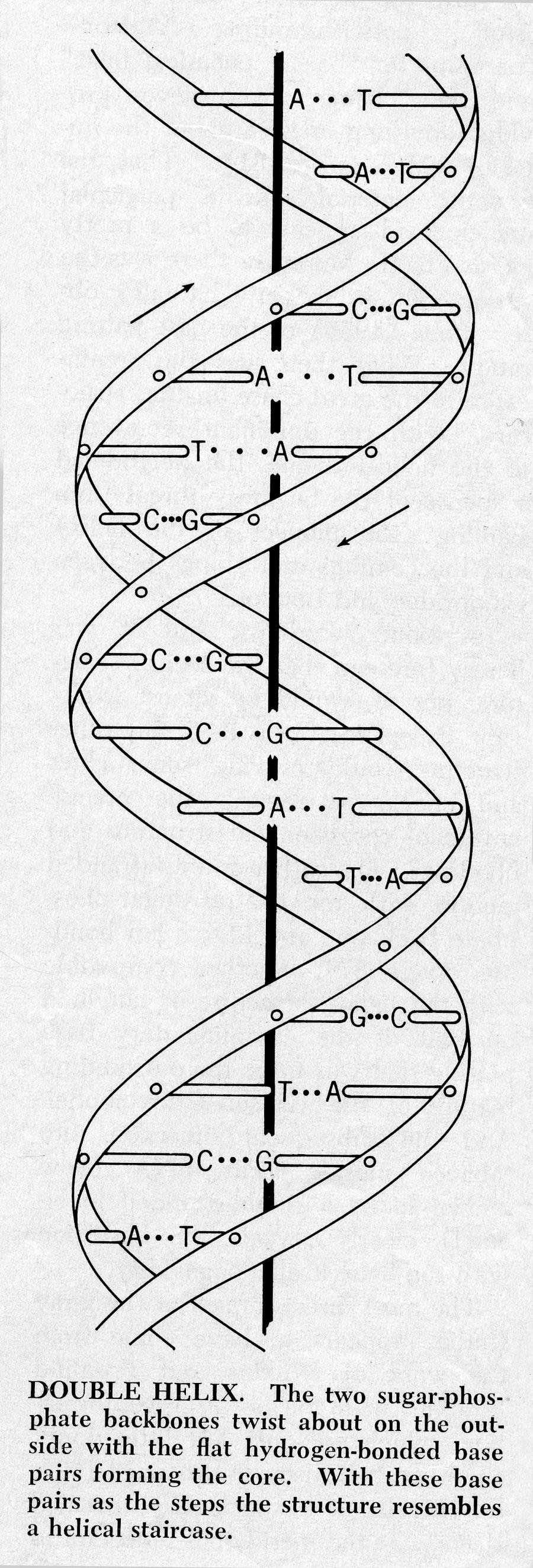 LA SCOPERTA DEL DNA UN PO DI STORIA S 1953- James Watson e Francis Crick sviluppano il modello Doppia