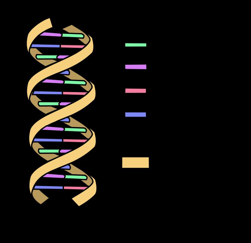 LA STRUTTURA DEL DNA: LA DOPPIA ELICA S Il DNA ha una forma a doppia elica che ricorda una scala a chiocciola.
