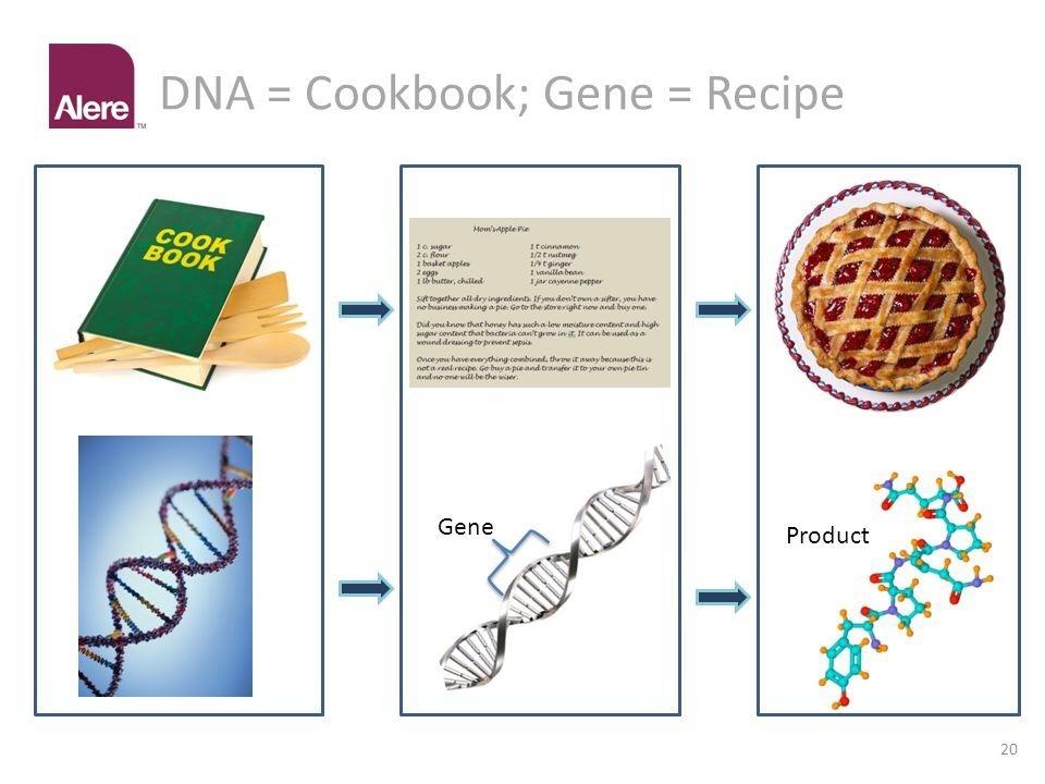 IL DNA E COME UN LIBRO DI RICETTE DNA Gene Proteina L alfabeto delle ricette è chiamato codice genetico DNA: