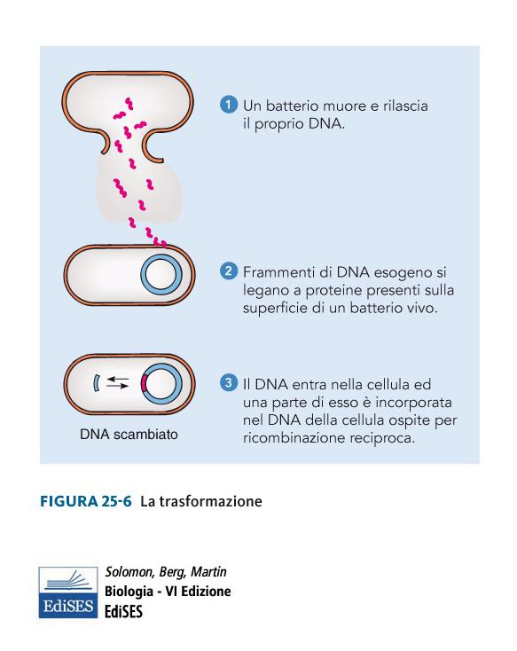 Quando i batteri muoiono rilasciano il loro DNA che può essere incorporato da altri batteri.