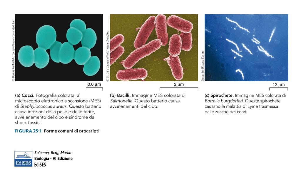 Le forme più comuni delle cellule batteriche sono: