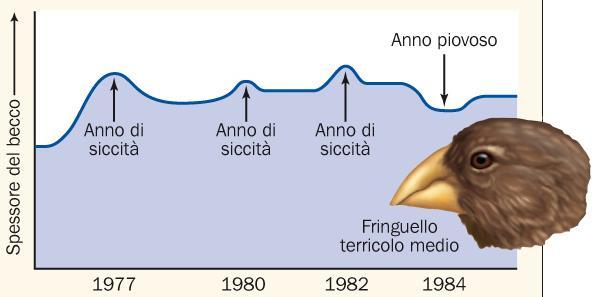 La selezione naturale può essere osservata direttamente Da quasi quarant anni, alcuni scienziati stanno osservando come funziona la selezione naturale in diretta, proprio alle Galàpagos.