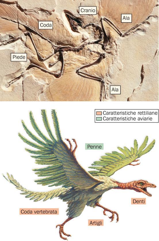 I fossili confermano la discendenza da un antenato comune Alcuni fossili, come quello di Archaeopteryx lithographica, hanno caratteristiche